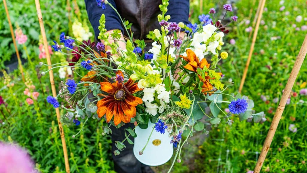 Sommerblomster i en blomstereng