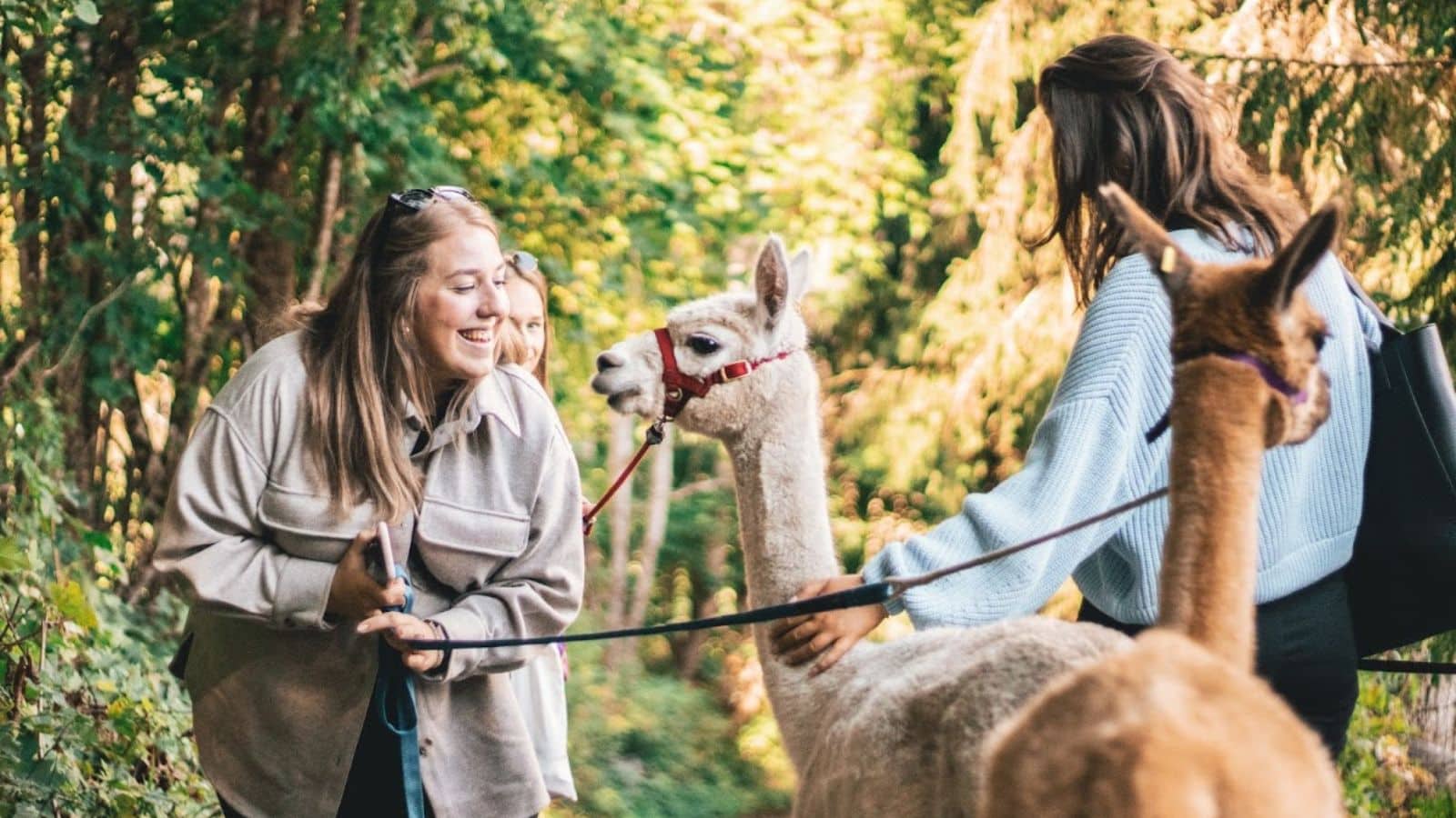 To jenter på alpakkavsndring i skogen