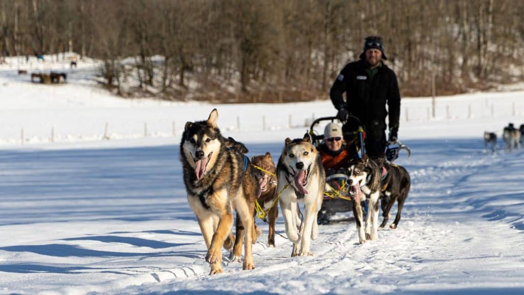 Hundekjøring på vinterstid