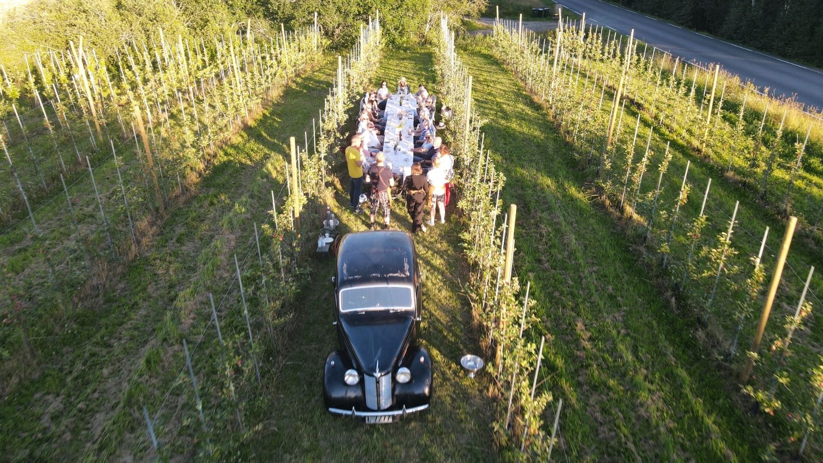 gammel bil blandt rader med epletrær og mennesker som sitter på en langbord blandt epletrærne