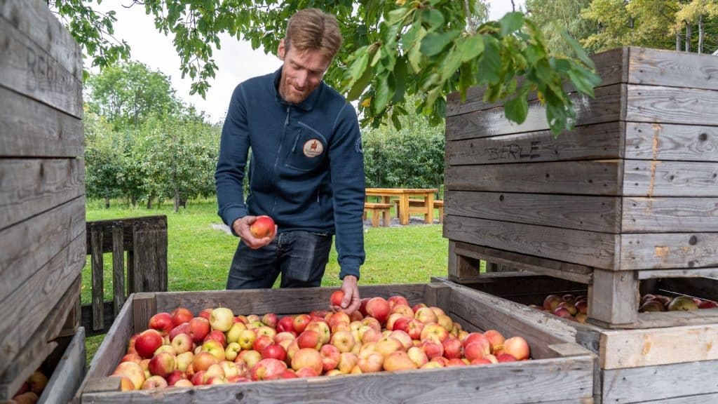 Mann som ser på en stor kasse med røde epler