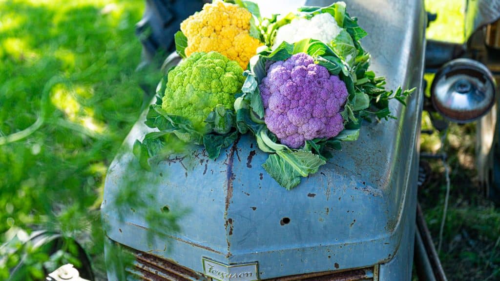 Cauliflower in four different colours on a tractor