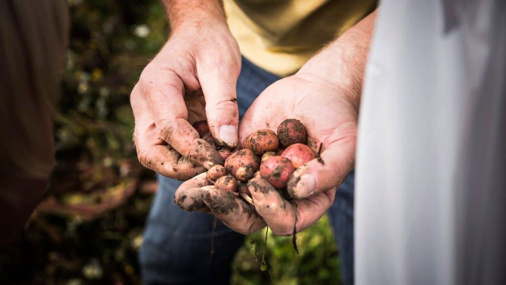 Hender som holder nypoteter
