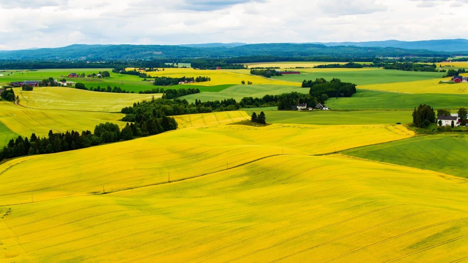 Gule og grønne jorder i Nes