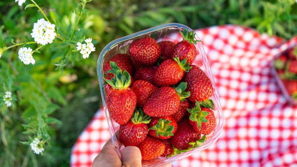 Strawberries from Jordbærbua in a basket with grass and a picnic blanket