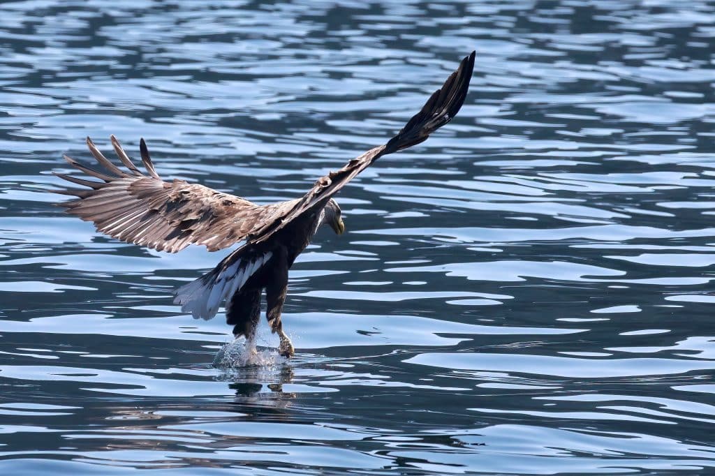 Foto: Ivar Ruud Eide