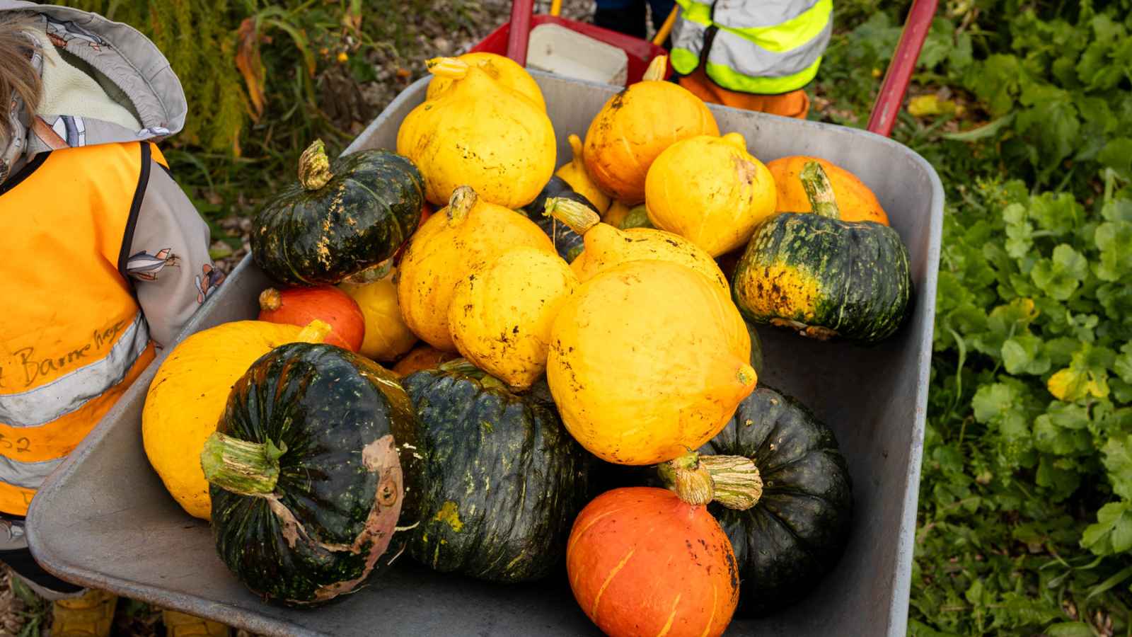 mange gresskar samlet i en trillebår gule, grønne og orange